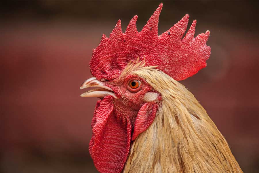 Property Investment Year Rooster